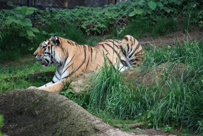 Tiger relaxing on field at zoo