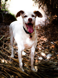 Portrait of dog standing on field