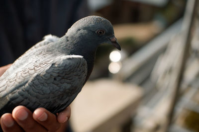 Dove on man's finger