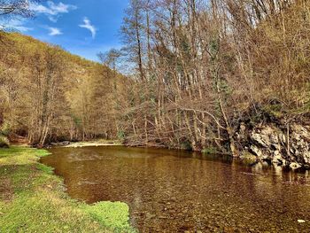 Scenic view of lake in forest against sky