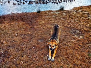 High angle view of dog in water