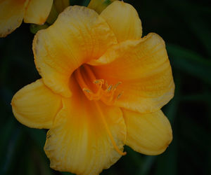 Close-up of yellow day lily blooming outdoors