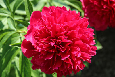 Close-up of red flower blooming outdoors