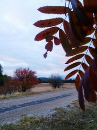 Close-up of autumn leaves on road against sky