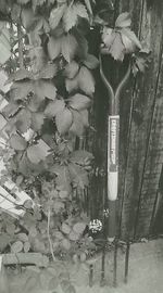 Close-up of plant growing on tree trunk