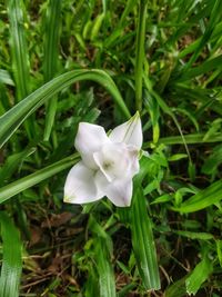 Close-up of white flowering plant on field