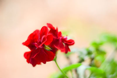 Close-up of red flowers blooming outdoors