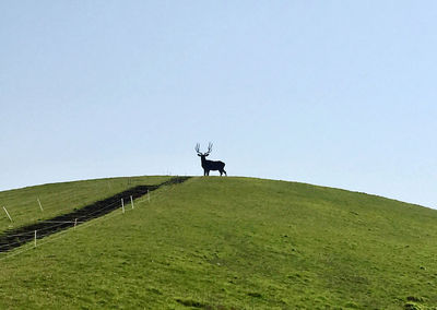 View of horse on field against clear sky