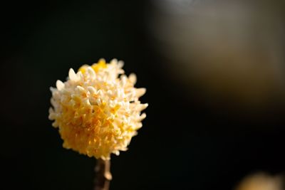 Close-up of yellow rose flower against black background