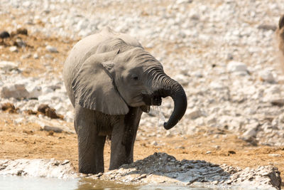 Close-up of elephant