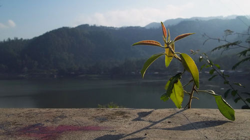 Close-up of fresh plant by lake against sky