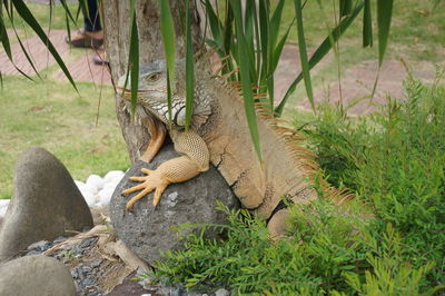 Lizard on grass