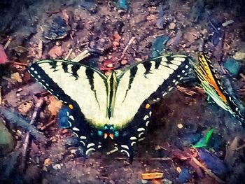 High angle view of butterfly on flower