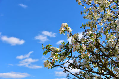 Low angle view of cherry blossom against blue sky