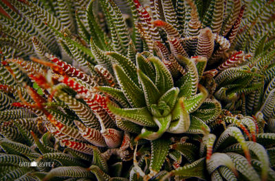 Full frame shot of succulent plant