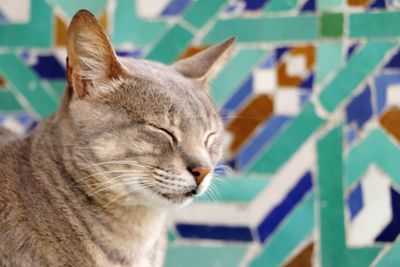 Close-up of a cat looking away