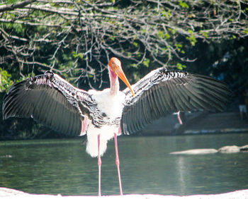 Birds in water