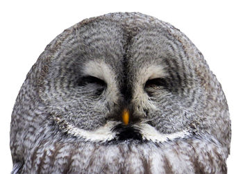 Close-up portrait of owl against white background