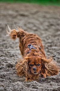 Portrait of dog lying on land