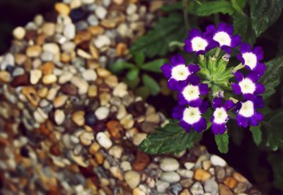 Close-up of purple flowers