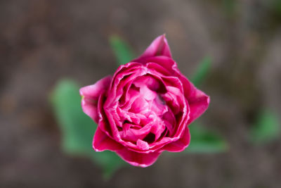 Close-up of pink rose