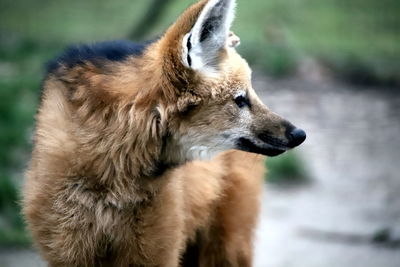 Close-up of a dog looking away