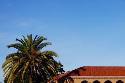 Low angle view of palm tree against blue sky