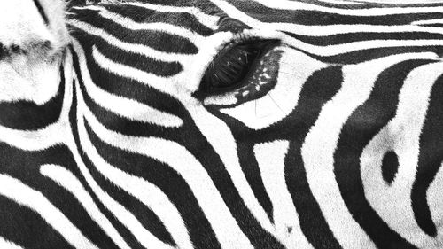 Close-up of zebra