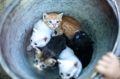 High angle view of cats