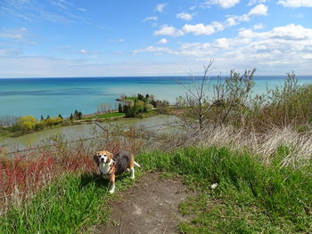 Dog by sea against sky