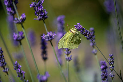 Close-up of butterfly pollinating on purple flower