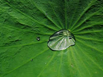 Close-up of insect on leaf