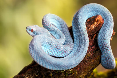 Close-up of snake