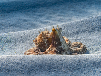 High angle view of rocks on beach