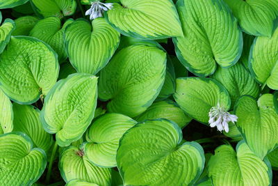 Full frame shot of green blooming hosta flower