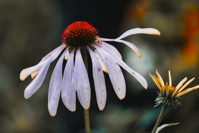 Close-up of red flower