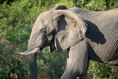 Side view of elephant standing against blurred background