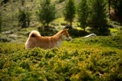 A shiba inu dog hunting among low bushes 