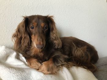 Portrait of dog relaxing on sofa at home
