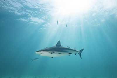 Close-up of shark swimming in sea