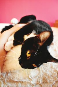 Close-up of cat relaxing at home