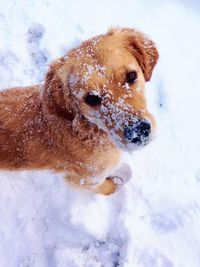 Close-up of dog