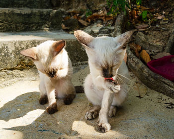 View of two cats