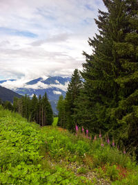 Beautiful landscape in the alpine mountain forest in summer in luesen, italy. 