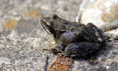 Close-up of an animal