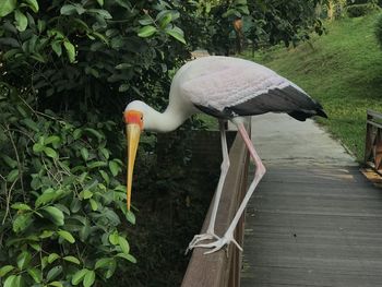 View of bird perching on wood