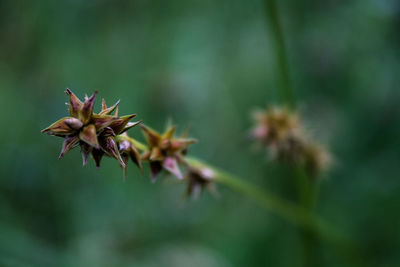 Close-up of insect on flower