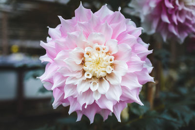 Close-up of pink flower