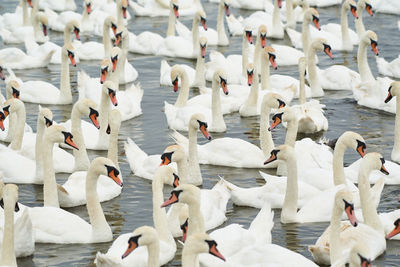 Full frame shot of swans swimming on lake