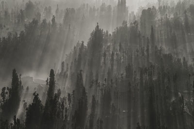 Panoramic view of pine trees in forest